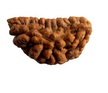 1 Mukhi Rudraksha in Haryana