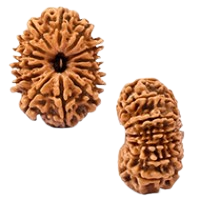 14 Mukhi Rudraksha in Haryana