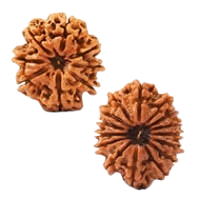 Rudraksha 1 Mukhi - 14 Mukhi