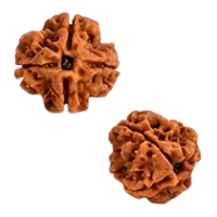 4 Mukhi Rudraksha in Haryana