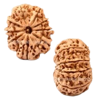 9 Mukhi Rudraksha in Haryana