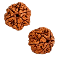 6 Mukhi Rudraksha in Haryana