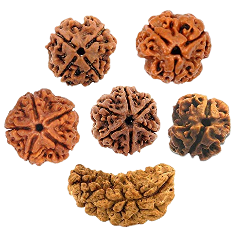 Rudraksha