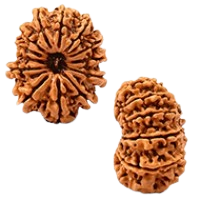 13 Mukhi Rudraksha in Haryana