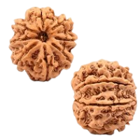 8 Mukhi Rudraksha