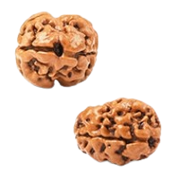 2 Mukhi Rudraksha in Haryana