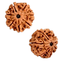 7 Mukhi Rudraksha in Haryana