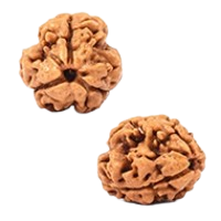 3 Mukhi Rudraksha in Haryana