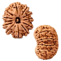 12 Mukhi Rudraksha