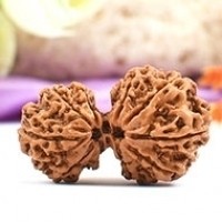 Garbh Gauri Rudraksha in Haryana