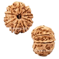 10 Mukhi Rudraksha in Haryana