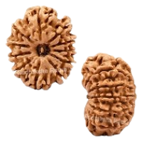 11 Mukhi Rudraksha in Haryana