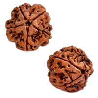 5 Mukhi Rudraksha in Haryana