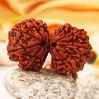 Gauri Shankar Rudraksha in Haryana