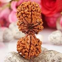 Trijuti Rudraksha in Haryana